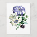 Recherche de clematis cartes postales Botanique