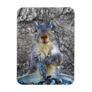 Recherche de écureuil magnets Créatures