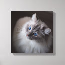 Recherche de ragdoll Pelucheux