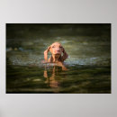 Recherche de magyar posters Vizsla