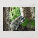 Recherche de raton laveur cartes postales Été