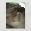 Recherche de macaques cartes postales Nature