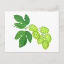 Recherche de houblon cartes postales Brasserie