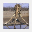 Recherche de parc national chobe magnets Animal