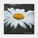 Recherche de pollen magnets Fleur