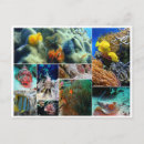 Recherche de poissons tropicaux cartes postales Corail