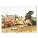 Recherche de weasels posters Belette