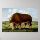 Recherche de taureau posters Bétail