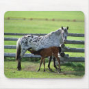 Recherche de colt tapis souris Mare