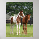 Recherche de debbie posters Animal