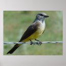 Recherche de oiseaux chanteurs posters Photographie de la nature