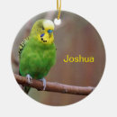 Recherche de pet ornements Green