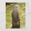 Recherche de griffes cartes postales Loutre