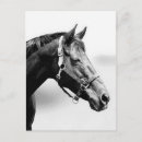 Recherche de pur cartes postales Course