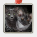 Recherche de chat gris ornements Chaton