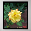 Recherche de rose jaune du texas Roses