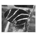 Recherche de papillon noir et blanc posters Photographie