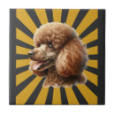 Recherche de chien de caniche carreaux Amoureux
