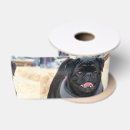 Recherche de carlin rubans Animal