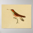 Recherche de vintage bird illustrations posters Ornithology