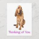 Recherche de hache cartes postales Chiot