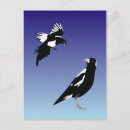 Recherche de pie bleue Oiseaux