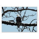 Recherche de rapaces photographie Animaux
