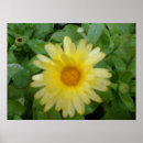 Recherche de calendula art Marigold