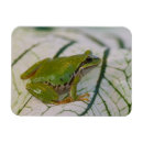 Recherche de grenouille magnets Reptile