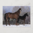 Recherche de poulain cartes postales Équestre