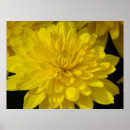 Recherche de chrysanthème posters Rouge