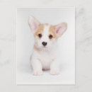 Recherche de chiots mignons cartes postales Animal de compagnie