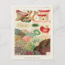 Recherche de la grande barrière de corail cartes postales Vintage