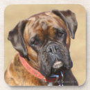 Recherche de canin dessous de verres Brindle