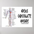 Recherche de circulatoire posters Anatomie