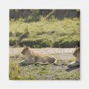 Recherche de panthera maison deco Faune
