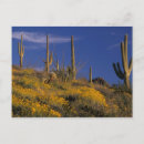 Recherche de pipe cartes postales Cactus