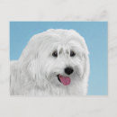 Recherche de chiens cartes postales Blanc