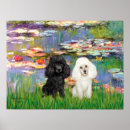 Recherche de caniche noir posters Chiens
