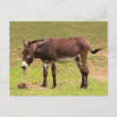 Recherche de âne mignon cartes postales Animal