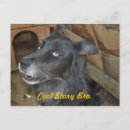 Recherche de humour bébé cartes postales Animal
