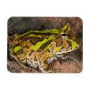 Recherche de crapaud magnets Amphibien