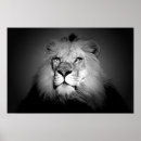 Recherche de lion blanc posters Animal