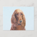 Recherche de setter cartes postales Rousseur