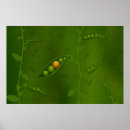 Recherche de pod posters Pea