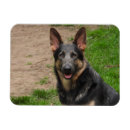 Recherche de chien de berger allemand magnets Animaux domestiques