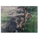 Recherche de lapin ustensiles cuisine Faune