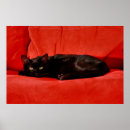 Recherche de mauvais chat posters Chaton