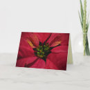 Recherche de pointsettia Fleurs