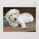 Recherche de labrador retriever cartes postales Labo